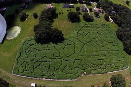 Things To Do - Cornmaze overshot